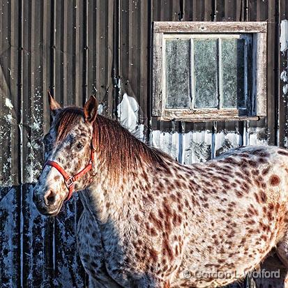 Dappled Horse Beside Dappled Barn_26529.jpg - Photographed near Jasper, Ontario, Canada.